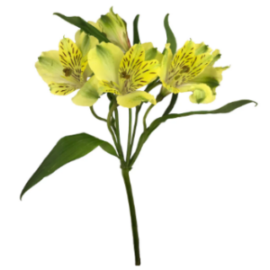 10 alstroemeria PROMO - Imagen 1