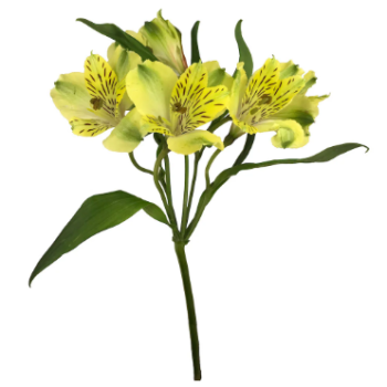 alstroemeria
