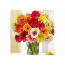 gerbera mini