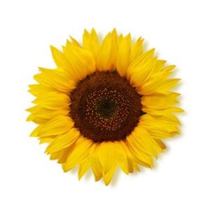 Girasol - Imagen 1