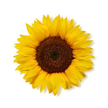 girasol