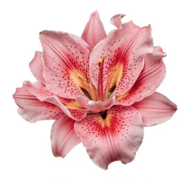 lilio