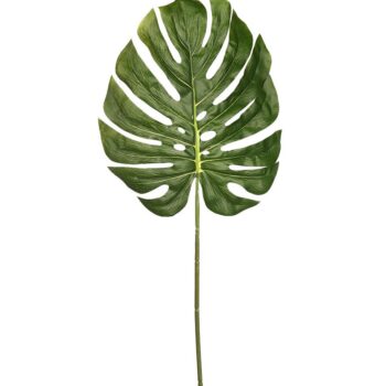 monstera
