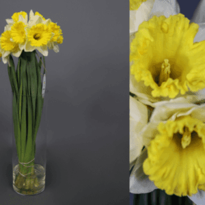 10 tallos Narciso - Imagen 1