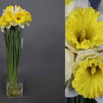 narciso