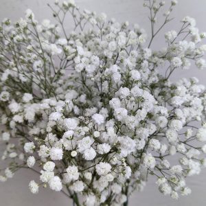 pani-blanca