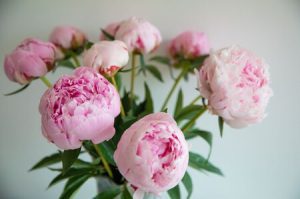 peonia