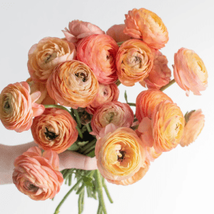 ranunculus