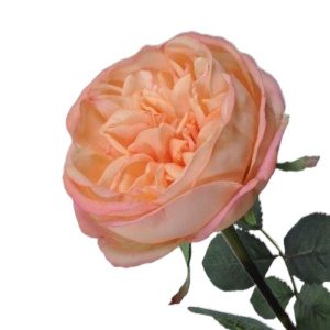 rosa-jardin