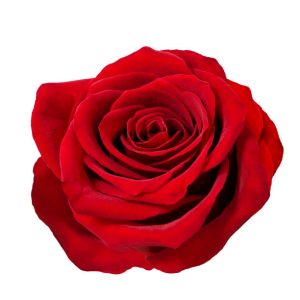 rosa roja m