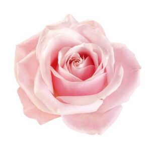 Rosa color 80cm - Imagen 1