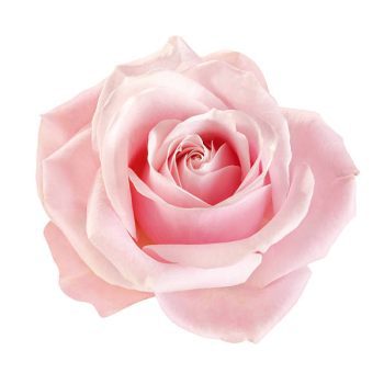 rosa-rosa
