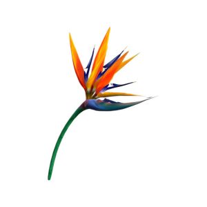 strelitzia