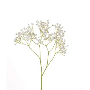 tallo-pani-blanca