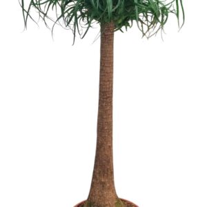 Beaucarnea recurvata - Imagen 1