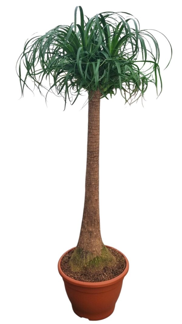 Beaucarnea recurvata
