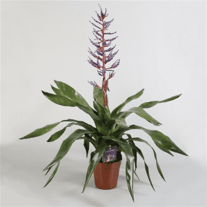 aechmea_2274679059-300x300