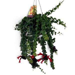 Aeschynanthus Bluster - Imagen 1