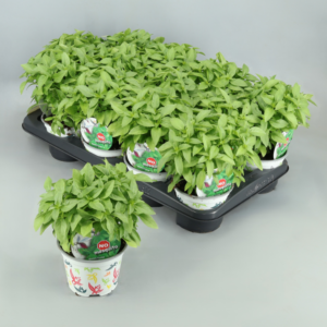 Albahaca antimosquitos - Imagen 1