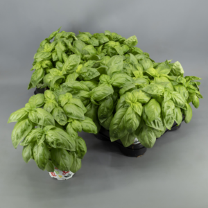 Albahaca ocimum - Imagen 1