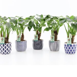 Alocasia cucullata - Imagen 1