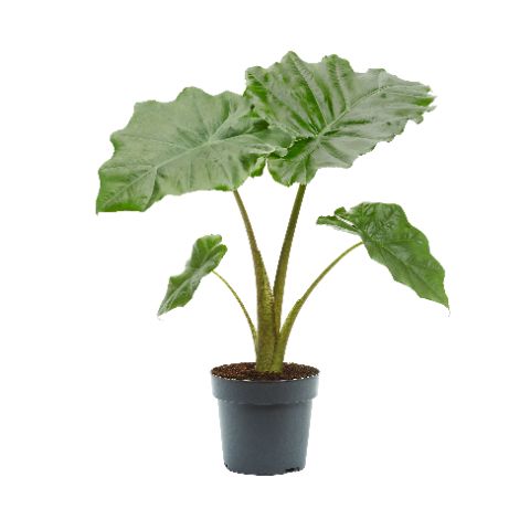 alocasia portodora
