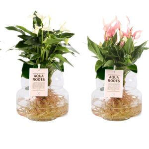 Anthurium - Imagen 1