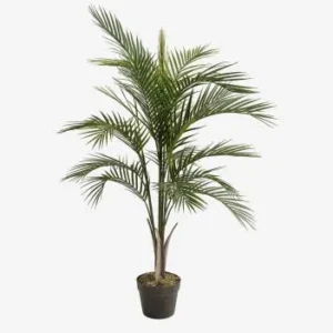Areca - Imagen 1
