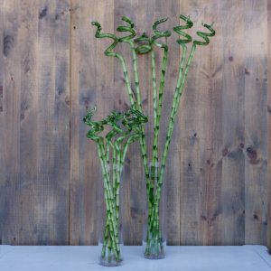 bambu_4791240278-300x300