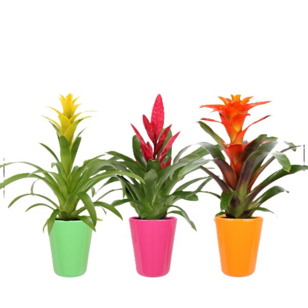 bromelia