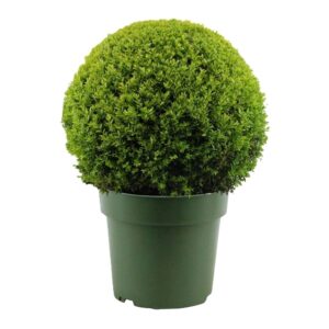 Buxus - Imagen 1