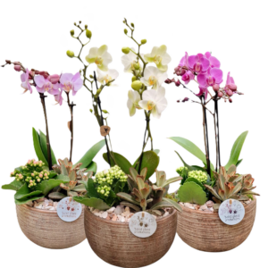 Composición plantas - Imagen 2