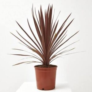 Cordyline - Imagen 1