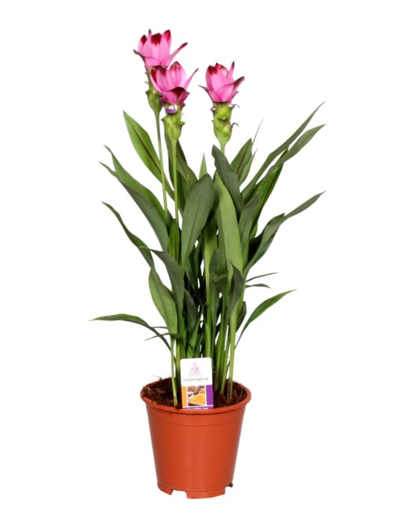 curcuma