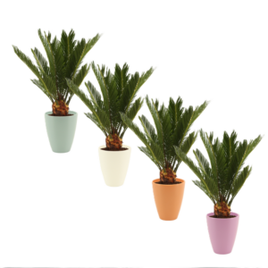 Cyca revoluta con maceta - Imagen 1