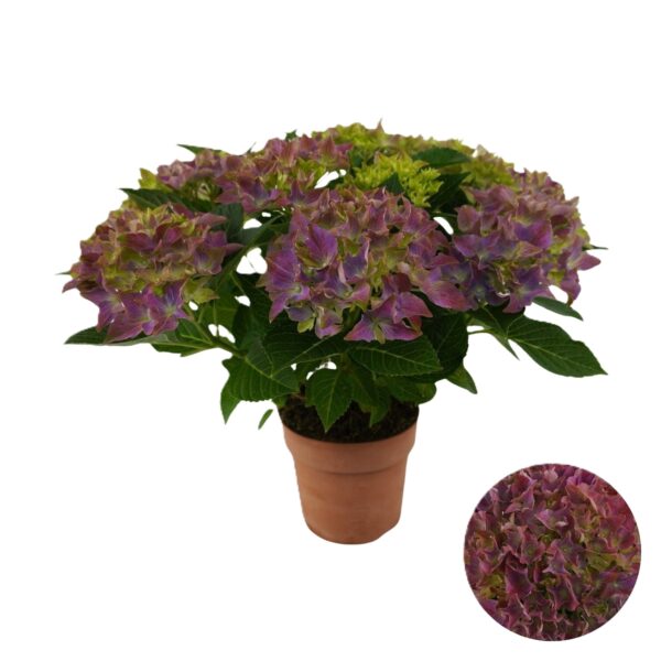 hortensia