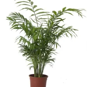 Howea - Imagen 1