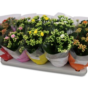Kalanchoe - Imagen 1