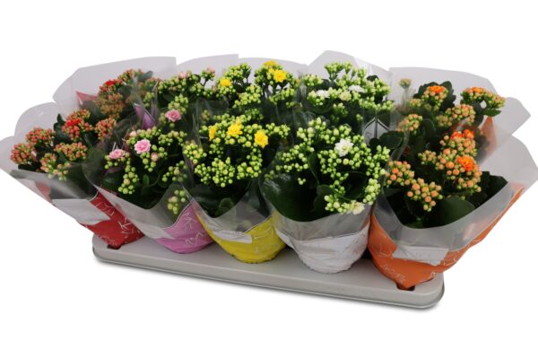 kalanchoe