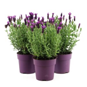 Lavanda - Imagen 1