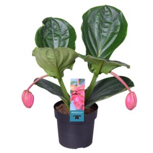 Medinilla - Imagen 1