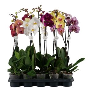 Phalaenopsis 1 tallo - Imagen 1