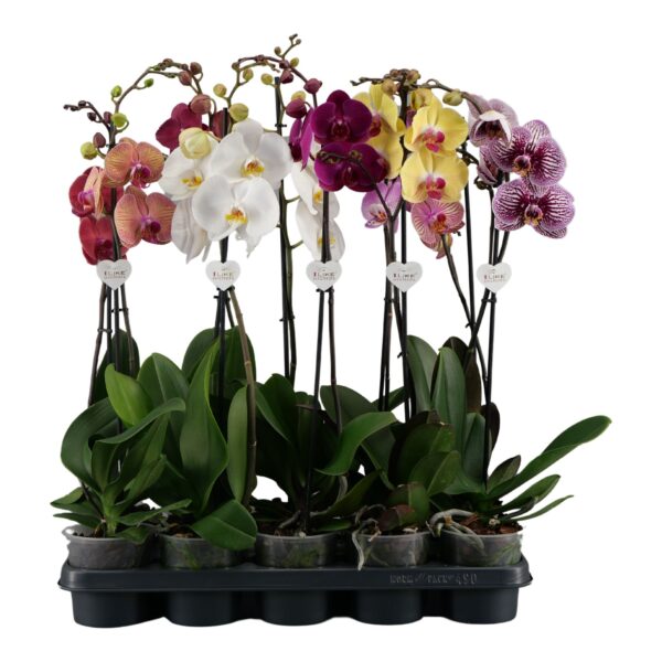 phalaenopsis 1t