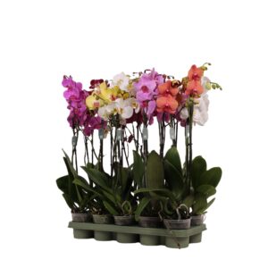 Phalaenopsis 2 tallos - Imagen 1