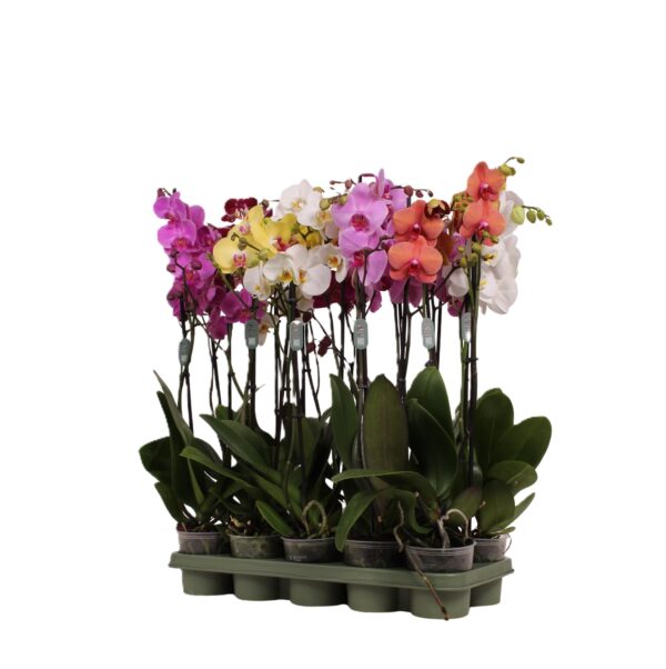 phalaenopsis 2t