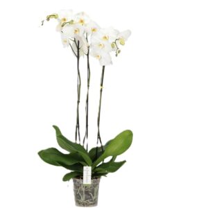 Phalaenopsis blanca XL - Imagen 1