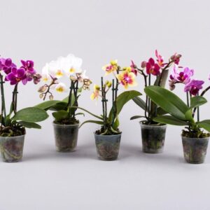 Phalaenopsis mini 2 tallos - Imagen 1