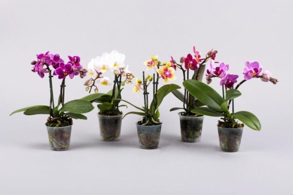 phalaenopsis mini