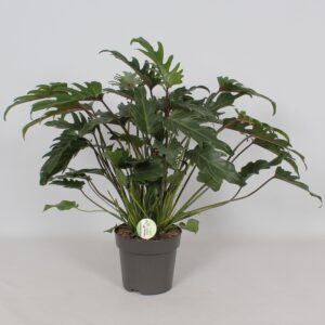 Philodendron Xanadu - Imagen 1