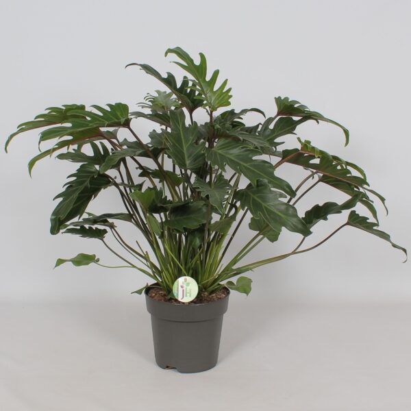 philodendron xanadu